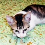 WAO-kittnetoadopt-white calicomix