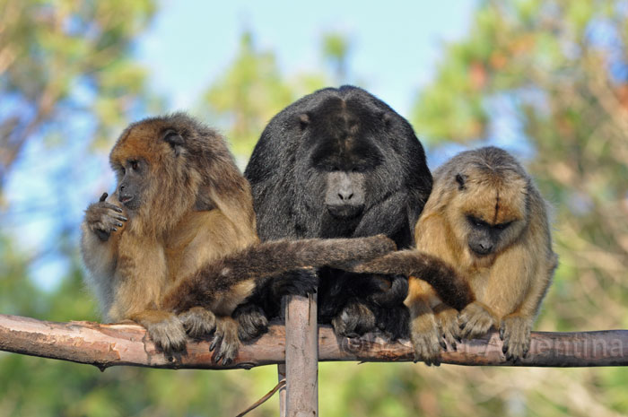 A group of monkeys at the Carayá Monkey Reserve in Cordoba, Argentina