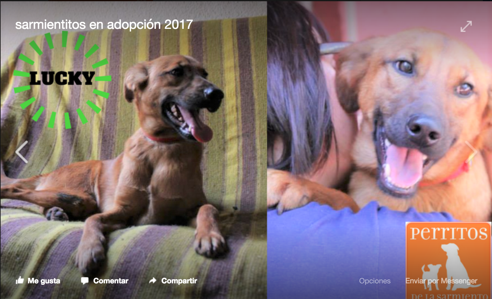 A dog named Lucky in adoption at the Buenos Aires animal shelter, Sociedad Protectora de Animales Sarmiento