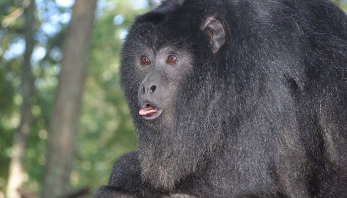 Volunteer Experience: Carayá Monkey Reserve