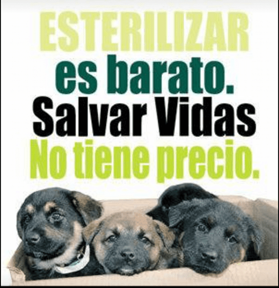 A poster with puppies that says 'Esterilizar es barato. Salvar Vidas no tiene precio' (Sterilizing is cheap. Saving Lives has no Price') 